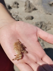 Pachygrapsus marmoratus