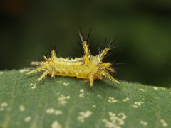 Limacodidae