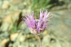Monardella linoides