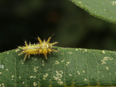 Limacodidae