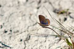 Icaricia lupini texanus