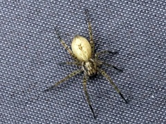 Anyphaena accentuata