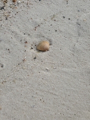 Chione elevata