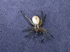 Anyphaena accentuata