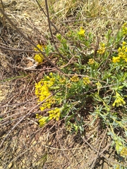 Lasiosiphon capitatus