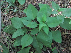 Alkekengi officinarum