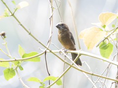 Sporophila angolensis