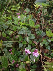 Lantana montevidensis