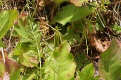 Euthystira brachyptera