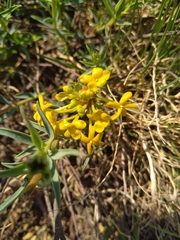 Lasiosiphon capitatus