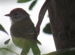 Hylophilus amaurocephalus