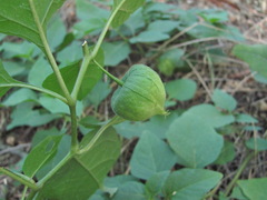 Alkekengi officinarum