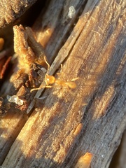 Pheidole fallax