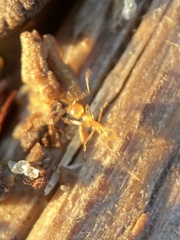 Pheidole fallax