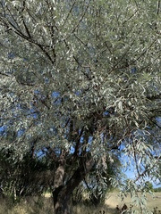 Elaeagnus angustifolia