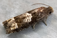 Eucosma parmatana