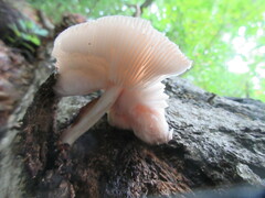 Pluteus longistriatus