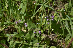 Lamium purpureum