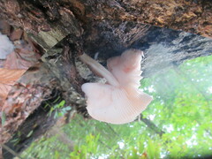 Pluteus longistriatus