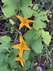 Cucurbita moschata