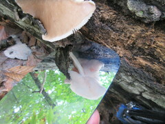 Pluteus longistriatus