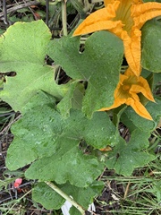 Cucurbita moschata