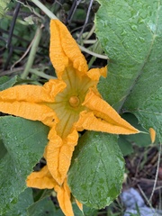 Cucurbita moschata