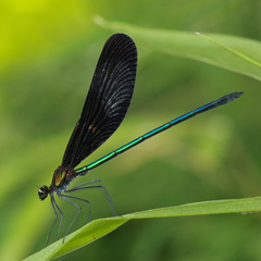 Atrocalopteryx atrata
