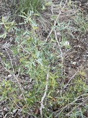 Berberis trifoliolata