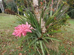 Aechmea distichantha