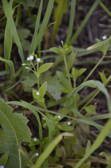 Myosotis sparsiflora