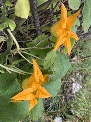 Cucurbita moschata