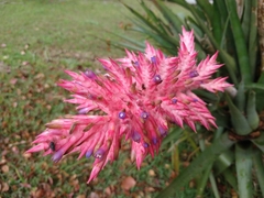 Aechmea distichantha