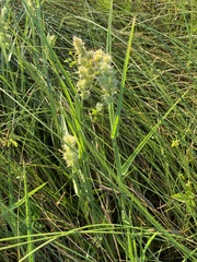 Cenchrus tribuloides