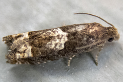 Eucosma parmatana
