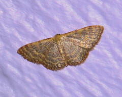 Leptostales pannaria