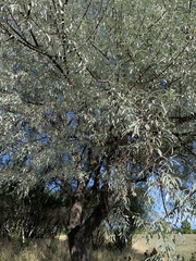 Elaeagnus angustifolia