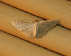Pleuroprucha