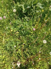 Trifolium pratense