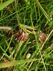 Omocestus viridulus