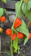 Alkekengi officinarum