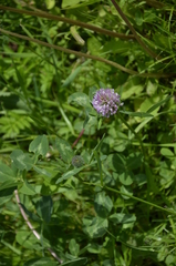 Trifolium pratense