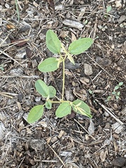 Croton monanthogynus