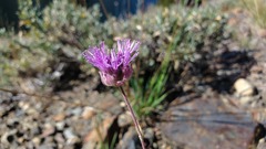 Monardella linoides