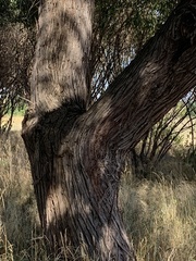 Elaeagnus angustifolia