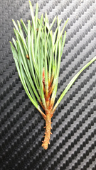 Pinus