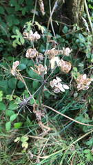Heracleum sphondylium