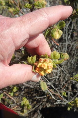 Hermannia salviifolia