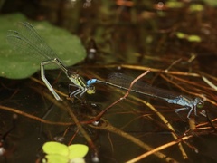 Paracercion calamorum