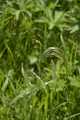 Bromus inermis